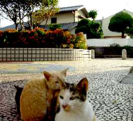 写真８－２：南海・高師浜駅広場のノラ猫。