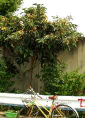 写真ｂ１６：落合上渡船場の西成区側の枇杷（びわ）の木。