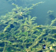 写真１－２：入江の沈水植物。