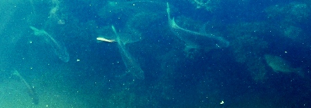 写真７－１：入江を泳ぐ小魚たち。