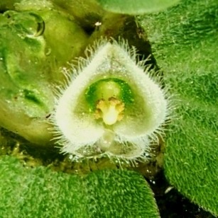 写真ｅ－１：ウォーターレタスの花。