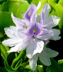 写真ｅ－２：ホテイアオイ（布袋葵）の花。