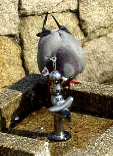 写真１４−０：水道の水を飲む鳩。