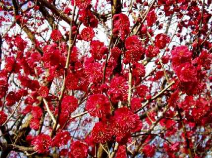 写真１５：紅梅の花。