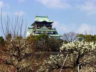 写真２０：梅林から望んだ大阪城。