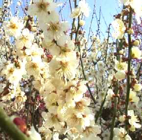 写真4：白梅の花。