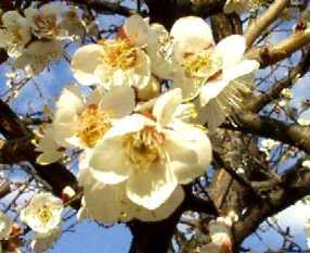 写真５：白梅の花。