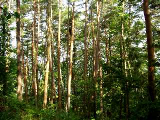 写真１５−２：土城の掘切跡付近の赤松林。