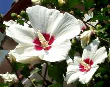 写真Ｔ２－２：民家の芙蓉の花。