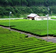 写真Ｂ９−２：接岨峡温泉駅付近の茶畑。