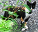写真０−４：千頭駅近くの大井川河川敷に居た三毛猫。