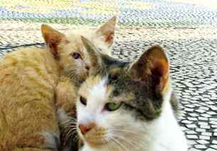 写真１１：高師浜駅の三毛の母猫と茶トラの子猫。