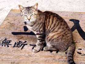 写真１９：東大寺転害門の「立入禁止」の板の上に座る黒トラ。