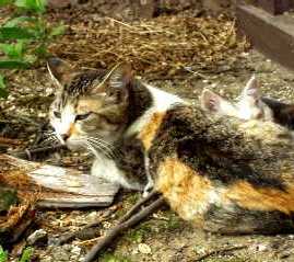 写真２：乳を飲ませている三毛の母猫。