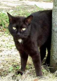 写真２２：大阪城公園の黒猫。