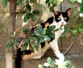 写真３：桃ヶ池の三毛猫。