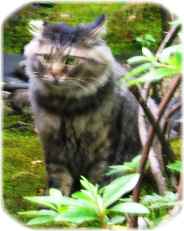 写真３５：福井市の養浩館付近に居たペルシャ猫。
