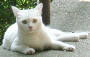 写真４０：安居神社の白猫。