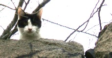 写真５２−１：石垣の上に逃げてから私を見下ろして居る同じ白黒ブチ。