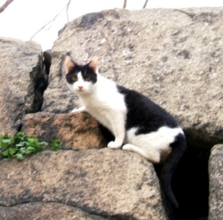 写真５２：大阪城公園玉造口東側の石垣を登っていた白黒ブチ。