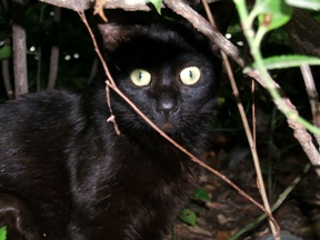 写真５３：桜之宮公園の藪の中から様子を窺う黒猫。