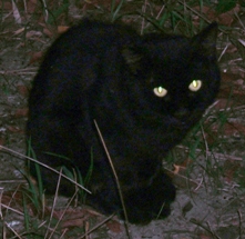 写真６３：藤田邸跡公園近くの夜会に集まった黒猫。