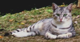 写真６４：枚方山田池公園の灰色トラ。