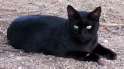 写真６５：枚方山田池公園の黒猫。