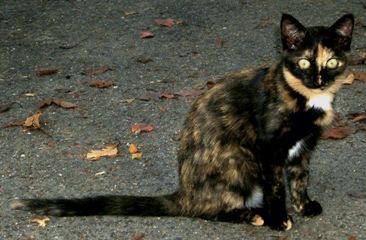 写真６６：桜之宮公園の黒と茶の間の子の子猫。