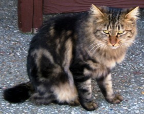 写真６７：牧之原公園に居た黒褐色のペルシャ猫擬き。