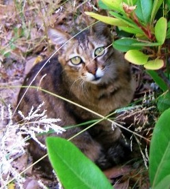 写真７８：大阪城公園西門付近に居た黒トラの子猫。
