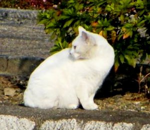 写真８７：桑名城の外濠の石垣の上に居た白猫。