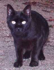 写真９：桜之宮公園の黒猫。