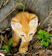 写真９４−１：木の根の穴から顔を出す茶トラの子猫。
