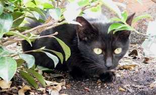 写真９５：高津神社南の公園で低木の間から様子を窺う黒の子猫。
