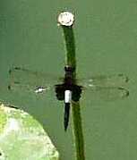 蜻蛉１：コシアキトンボの♂。
