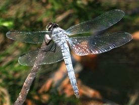 蜻蛉１１：コフキトンボの♂。