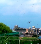 蜻蛉１２：ウスバキトンボの群飛翔。