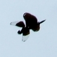 蜻蛉１４－２：チョウトンボの飛翔（羽搏き）。
