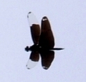 蜻蛉１４：チョウトンボの飛翔（滑空）。