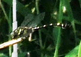 蜻蛉１６－２：タイワンウチワヤンマの♀の拡大。