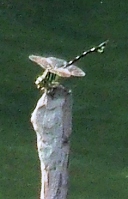 蜻蛉１６－３：ウチワヤンマの♂。