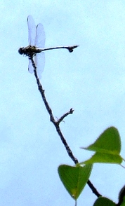 蜻蛉１６－４：ウチワヤンマの♂。