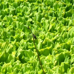 蜻蛉１６－５：ウォーターレタスが浮かぶ入江の真ん中のウチワヤンマの♂。