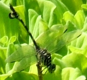 蜻蛉１６－６：ウチワヤンマの♂の拡大。