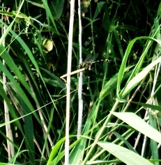 蜻蛉１６：茂みにひっそり止まるタイワンウチワヤンマの♀。