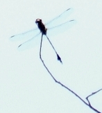 蜻蛉１６Ｔ－１：タイワンウチワヤンマの♂。