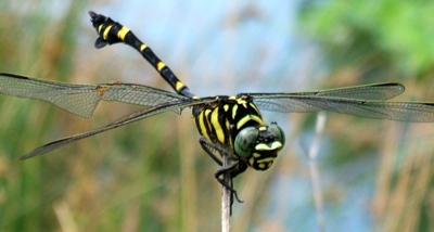 蜻蛉１６Ｔ－２：タイワンウチワヤンマの♂（実物大）。