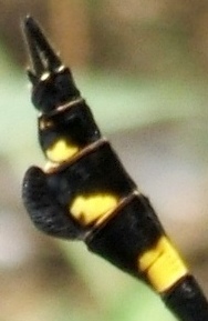 蜻蛉１６Ｔ－４：タイワンウチワヤンマの♂のウチワの拡大。