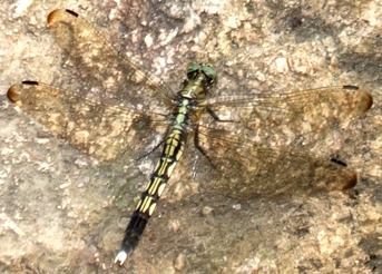 蜻蛉１７－２：シオカラトンボの♀（複眼が青緑色）。